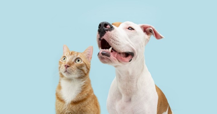 Pets and Property: The Renters’ Rights Bill
